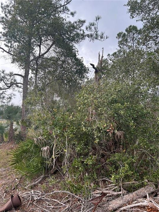 For Sale: $50,000 (1.82 acres)