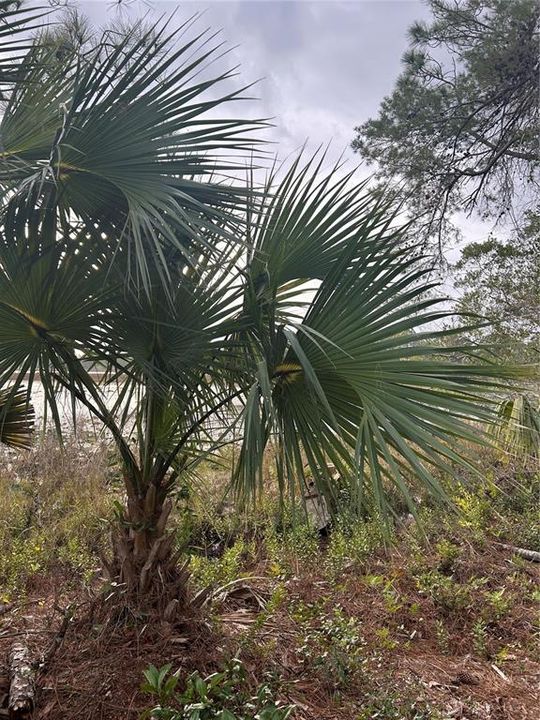 For Sale: $50,000 (1.82 acres)