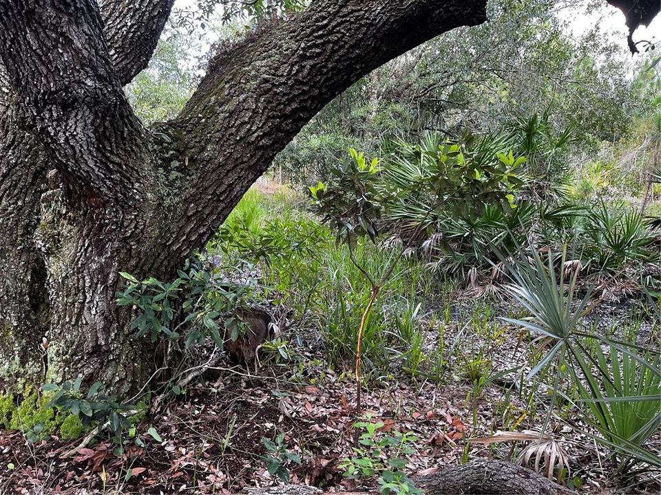 En Venta: $214,000 (10.00 acres)