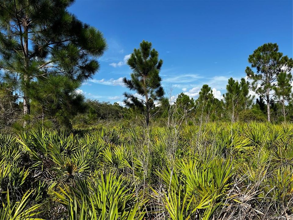 En Venta: $214,000 (10.00 acres)