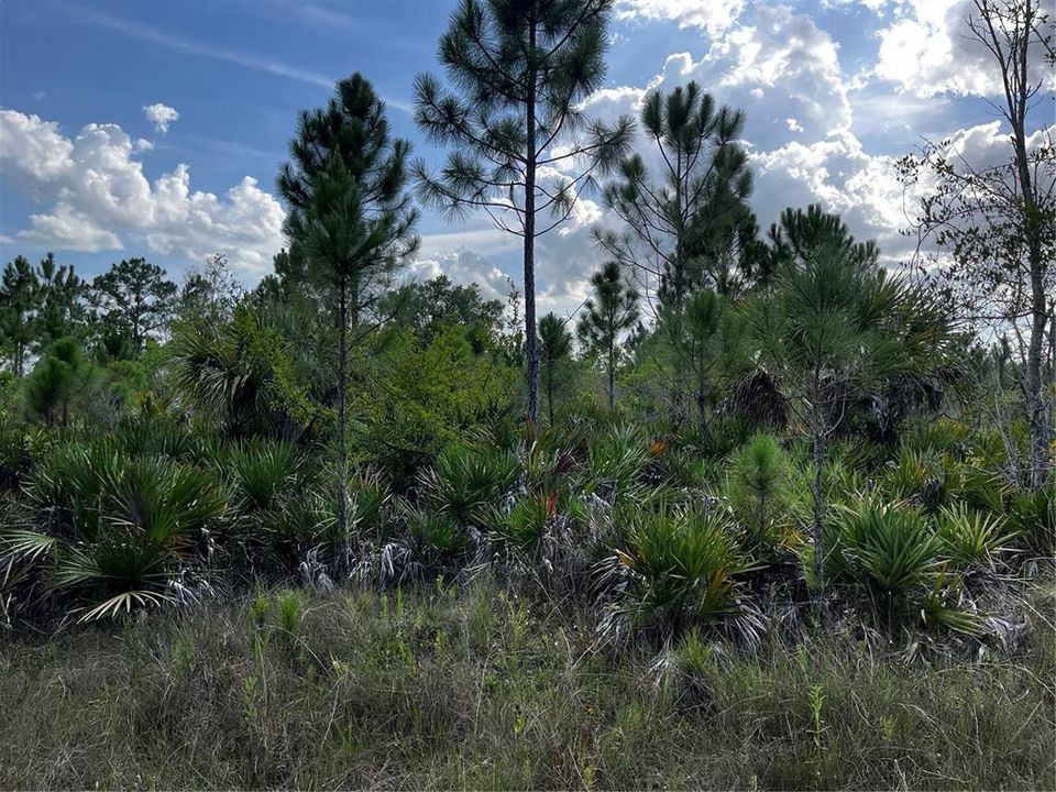 En Venta: $214,000 (10.00 acres)