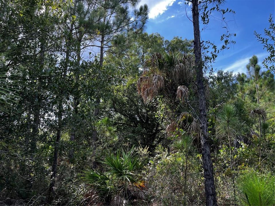 En Venta: $214,000 (10.00 acres)