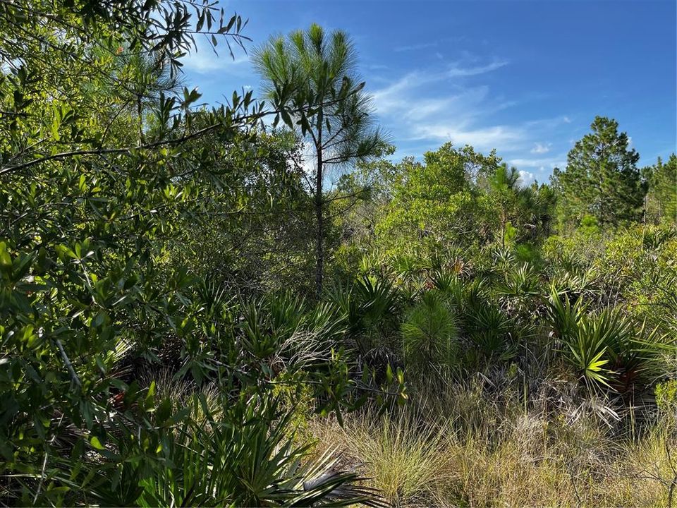 En Venta: $214,000 (10.00 acres)