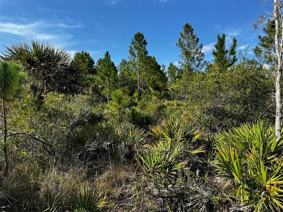 En Venta: $214,000 (10.00 acres)