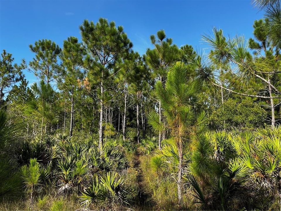 En Venta: $214,000 (10.00 acres)