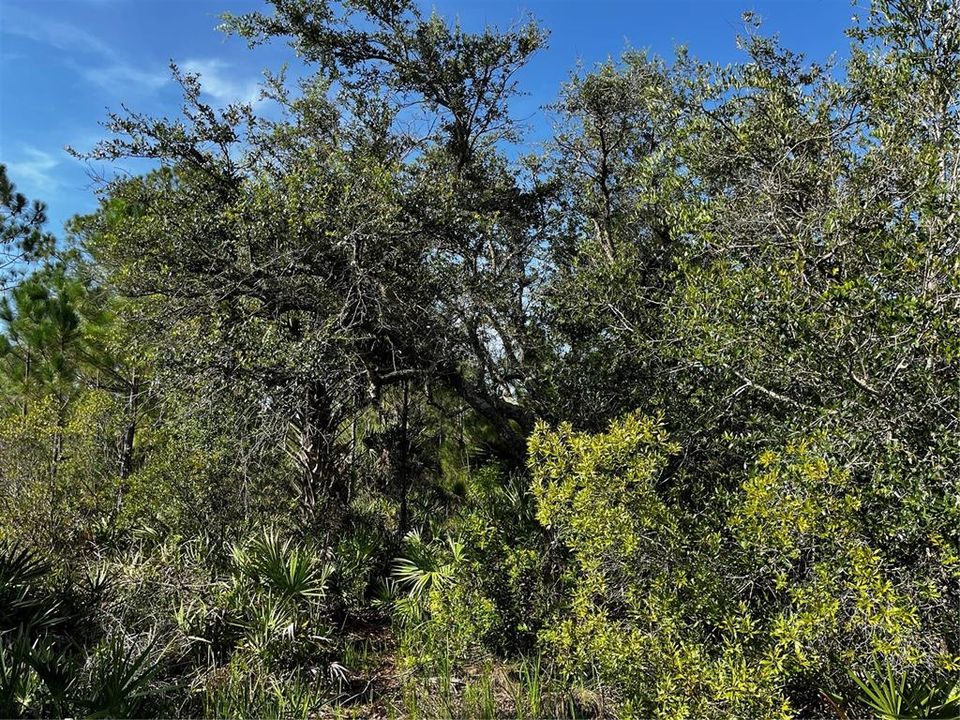 En Venta: $214,000 (10.00 acres)