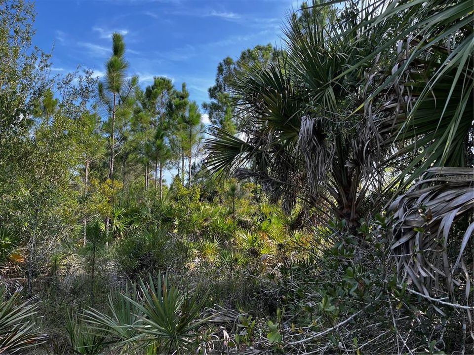 En Venta: $214,000 (10.00 acres)