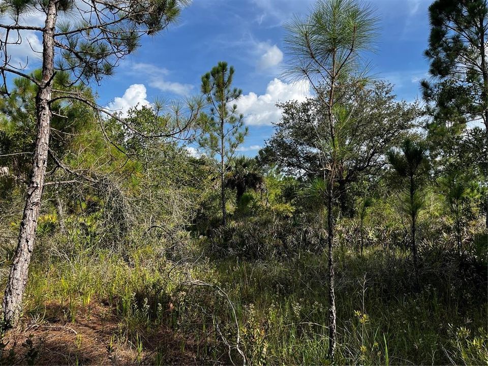 En Venta: $214,000 (10.00 acres)