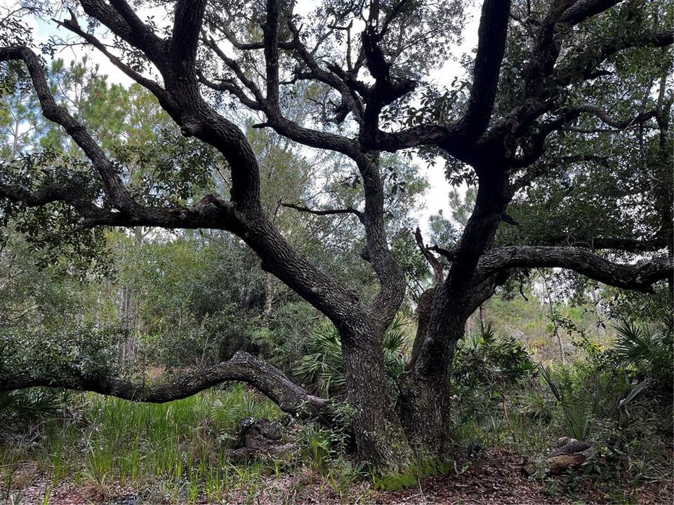 En Venta: $214,000 (10.00 acres)