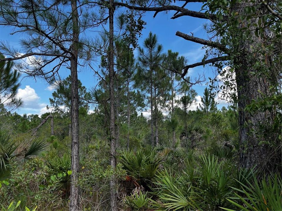 En Venta: $214,000 (10.00 acres)