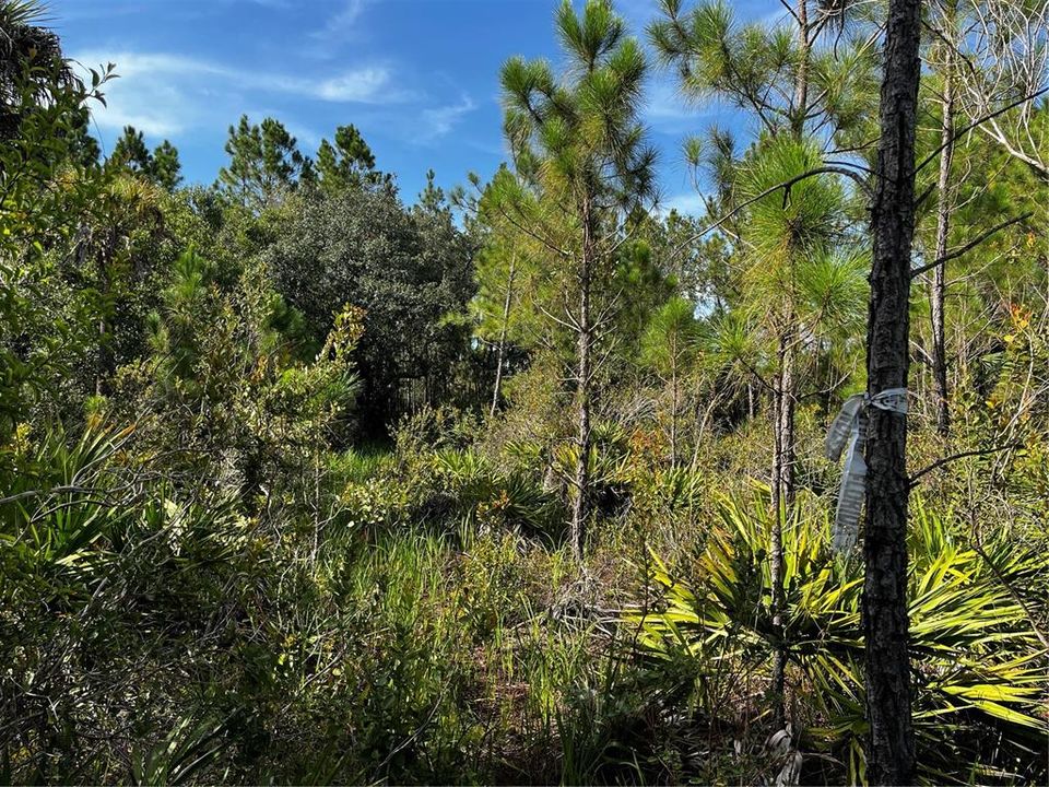 En Venta: $214,000 (10.00 acres)