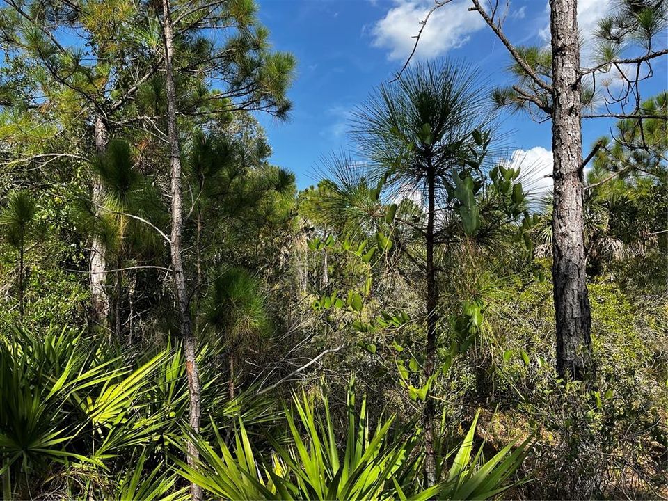 En Venta: $214,000 (10.00 acres)