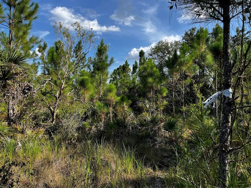 En Venta: $214,000 (10.00 acres)