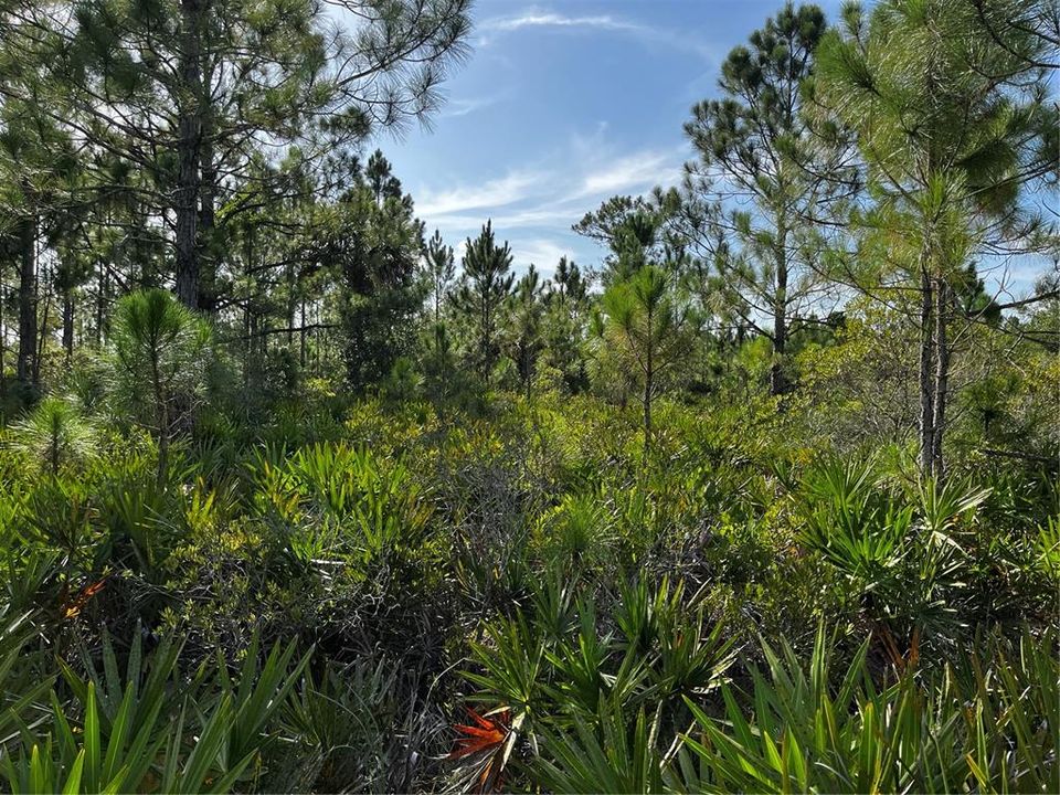 En Venta: $214,000 (10.00 acres)