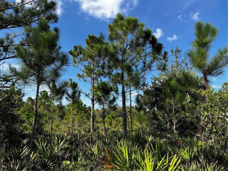 En Venta: $214,000 (10.00 acres)