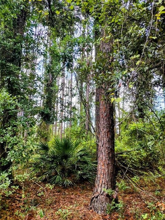 На продажу: $675,000 (3 спален, 2 ванн, 912 Квадратных фут)