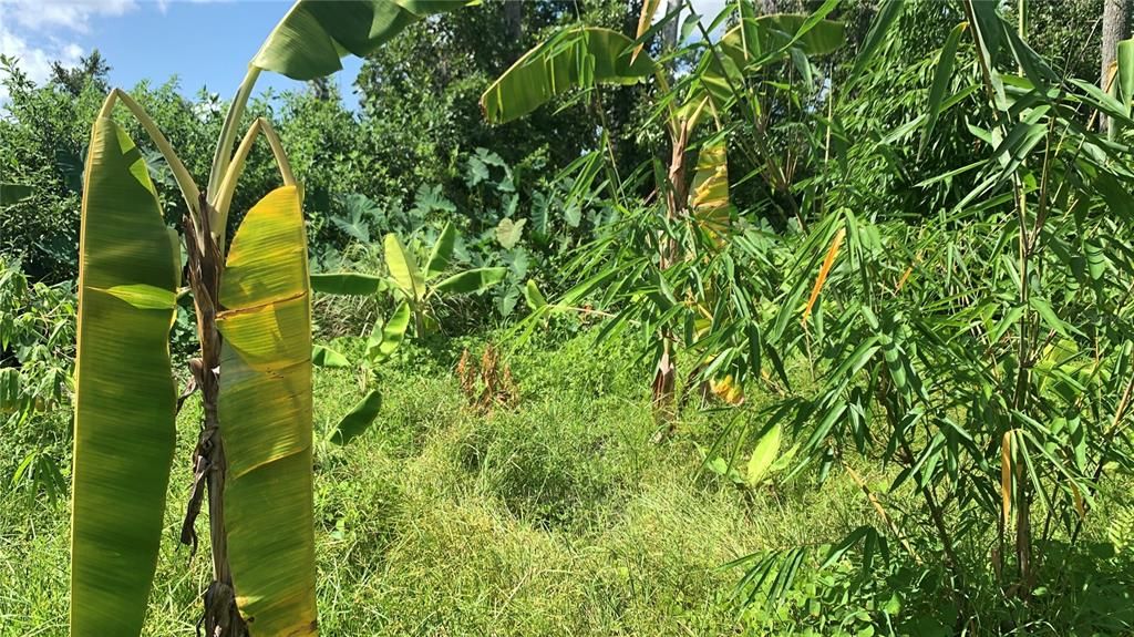 На продажу: $169,000 (6.15 acres)