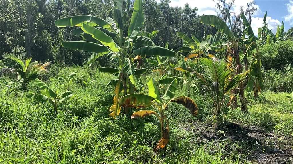 На продажу: $169,000 (6.15 acres)