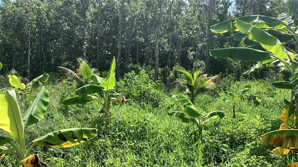 На продажу: $169,000 (6.15 acres)