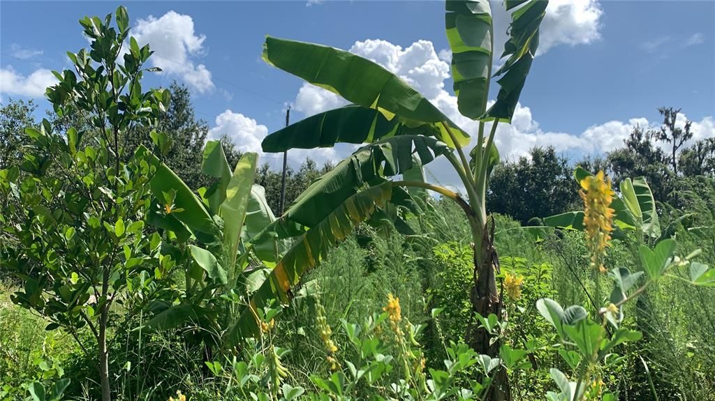 На продажу: $169,000 (6.15 acres)