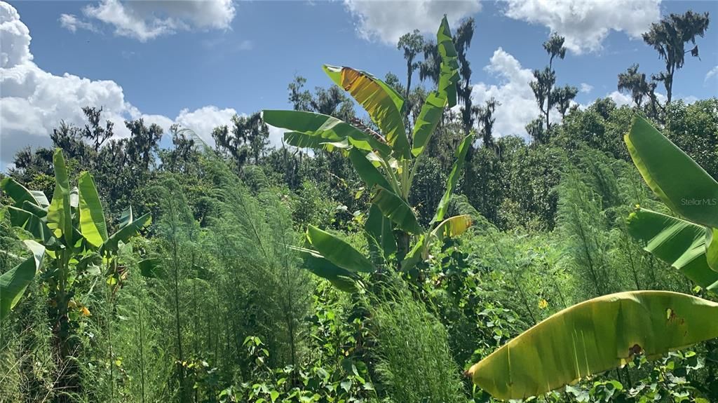 На продажу: $169,000 (6.15 acres)