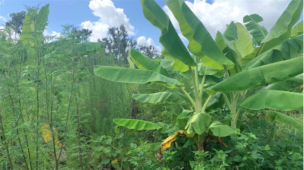 На продажу: $169,000 (6.15 acres)