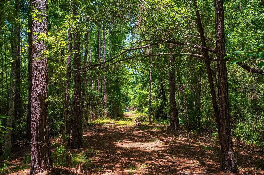 For Sale: $5,000 (0.28 acres)