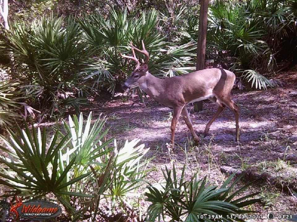 For Sale: $595,000 (79.12 acres)