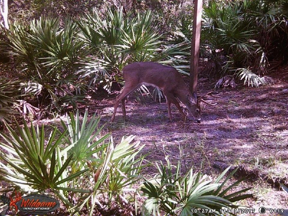 For Sale: $595,000 (79.12 acres)