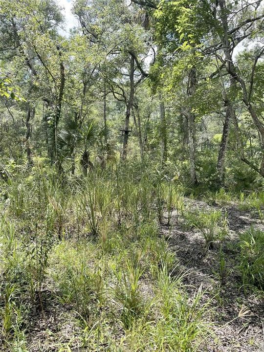 For Sale: $595,000 (79.12 acres)