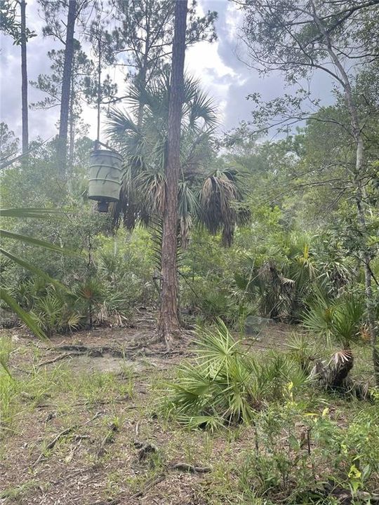 For Sale: $595,000 (79.12 acres)