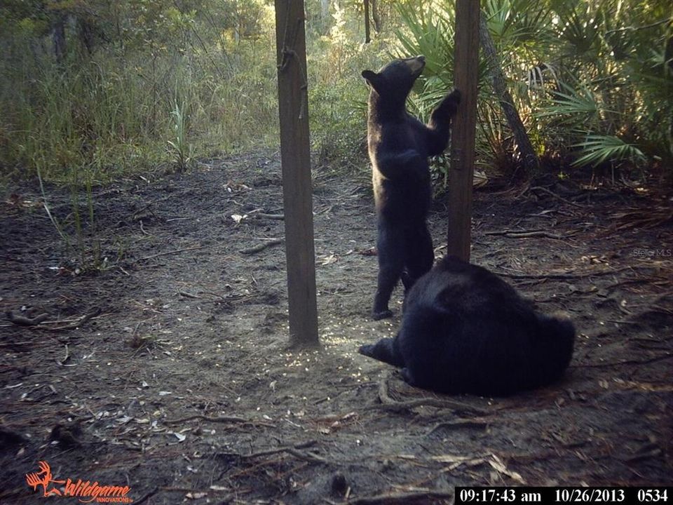 For Sale: $595,000 (79.12 acres)