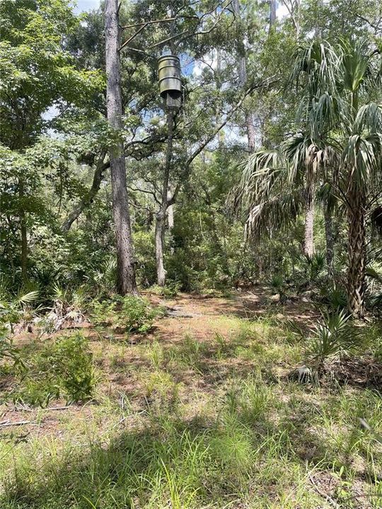 For Sale: $595,000 (79.12 acres)