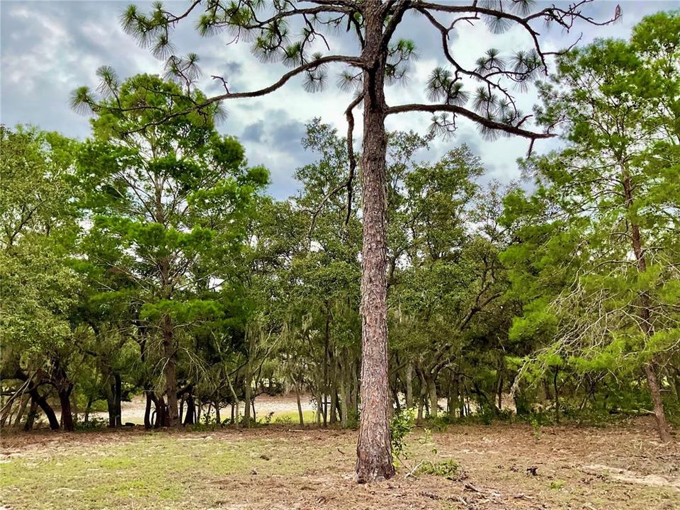 For Sale: $3,500,000 (65.50 acres)