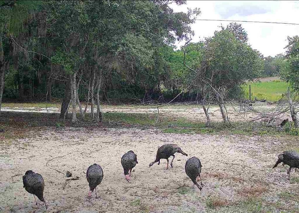 For Sale: $3,500,000 (65.50 acres)