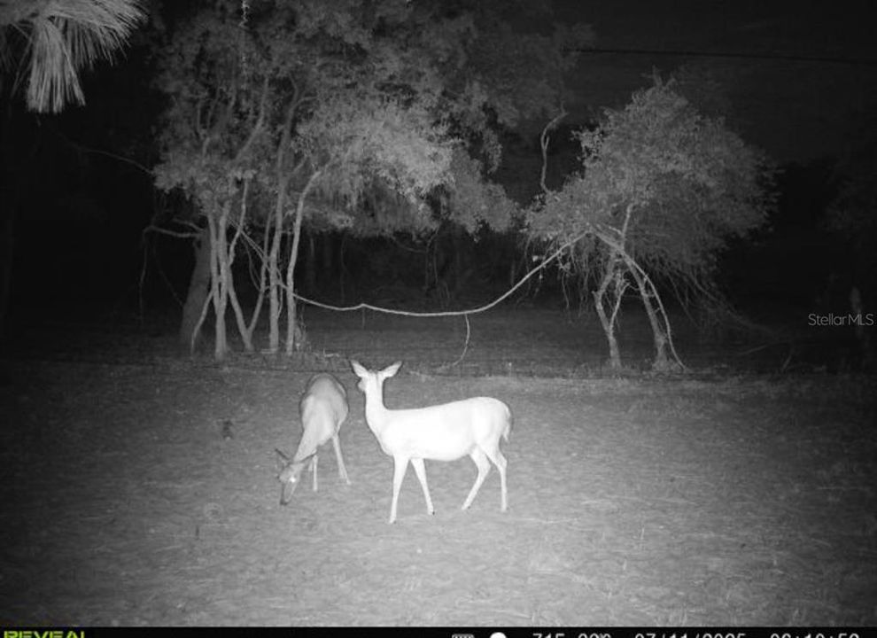 For Sale: $3,500,000 (65.50 acres)