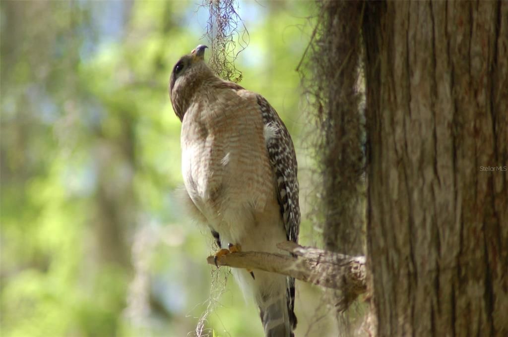 На продажу: $309,000 (2 спален, 1 ванн, 1281 Квадратных фут)