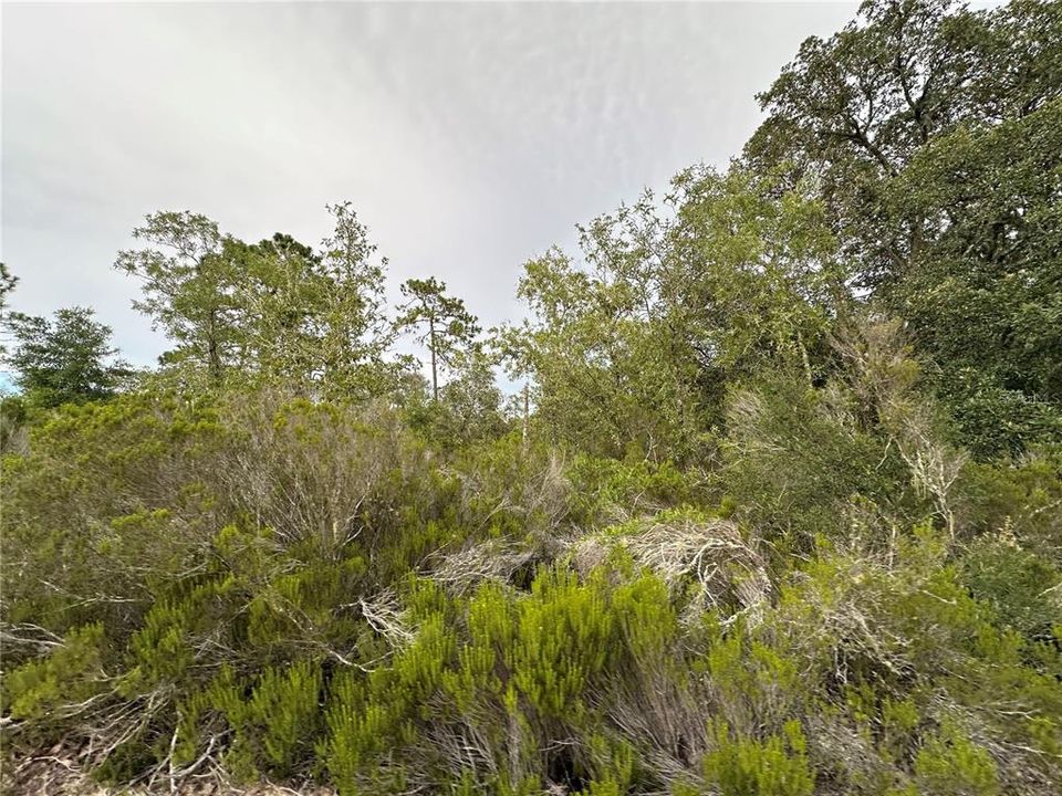 На продажу: $18,993 (1.25 acres)