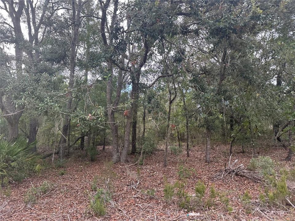 На продажу: $18,993 (1.25 acres)