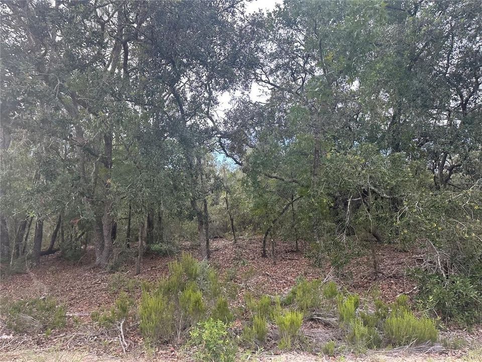 На продажу: $18,993 (1.25 acres)