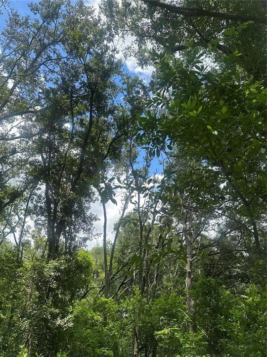 待售: $449,000 (3.36 acres)