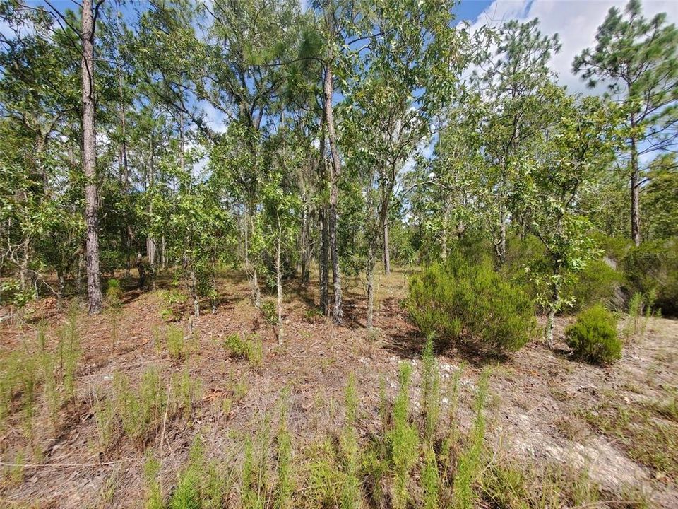 待售: $12,500 (0.23 acres)