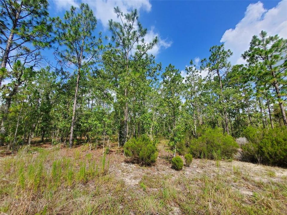 待售: $12,500 (0.23 acres)