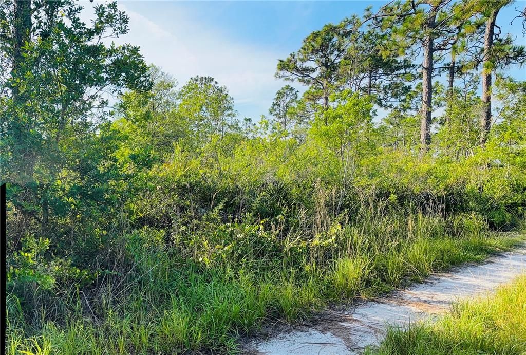 En Venta: $38,950 (1.25 acres)