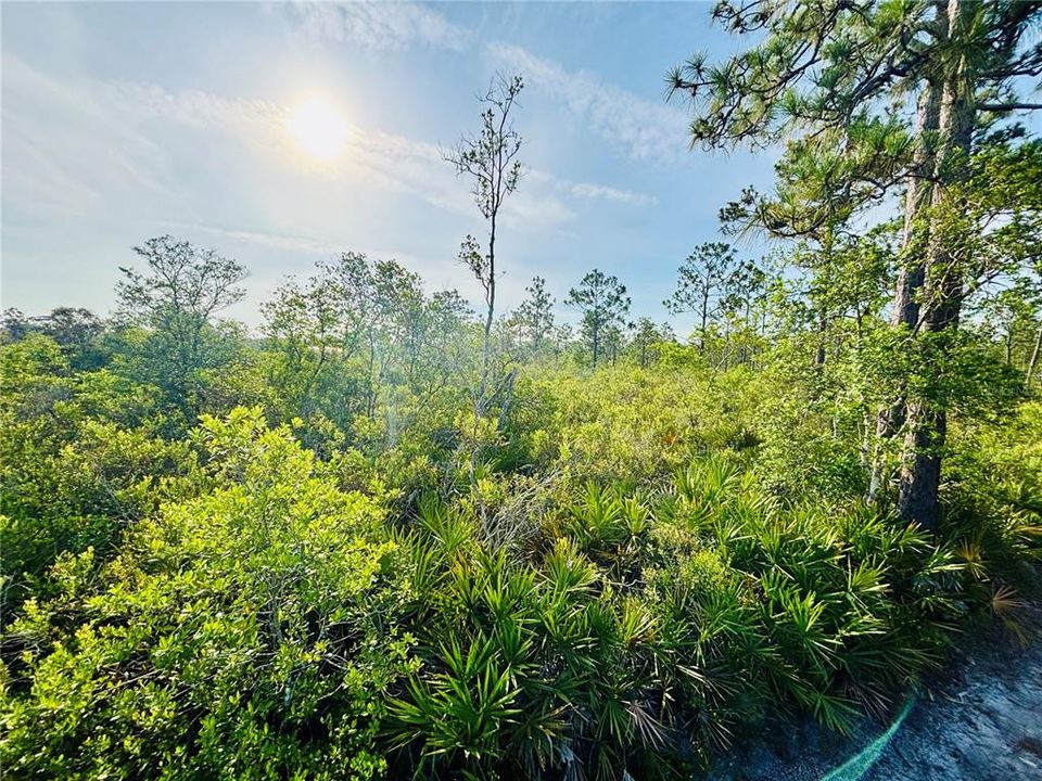 En Venta: $38,950 (1.25 acres)