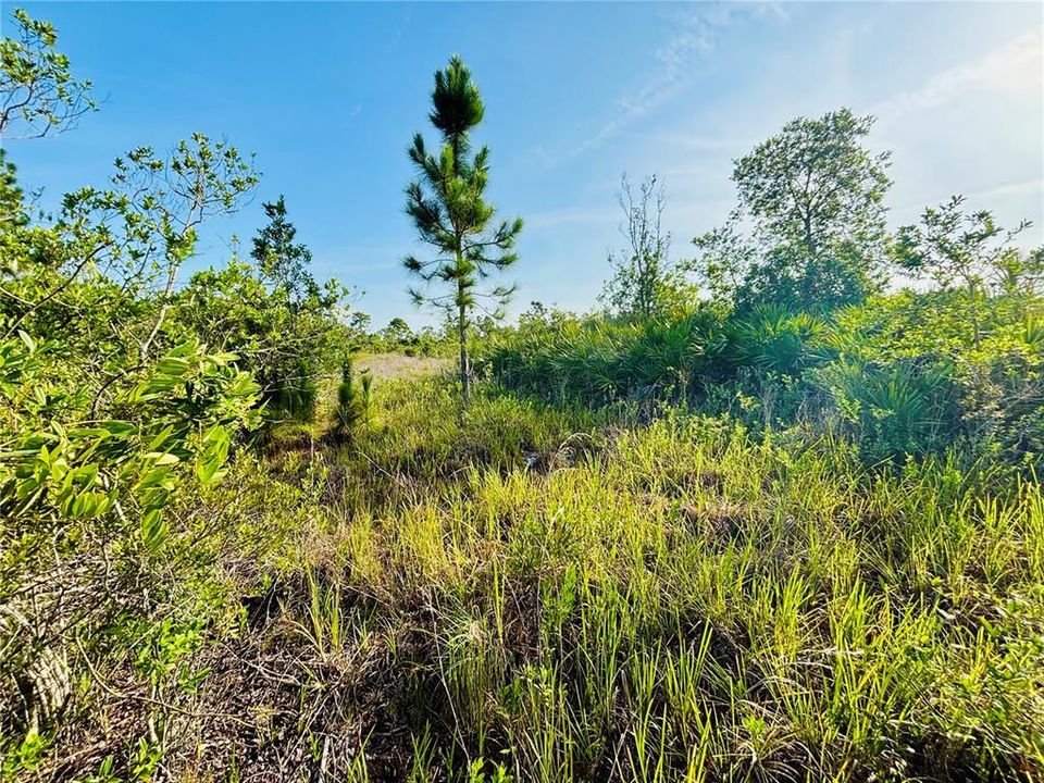 En Venta: $38,950 (1.25 acres)