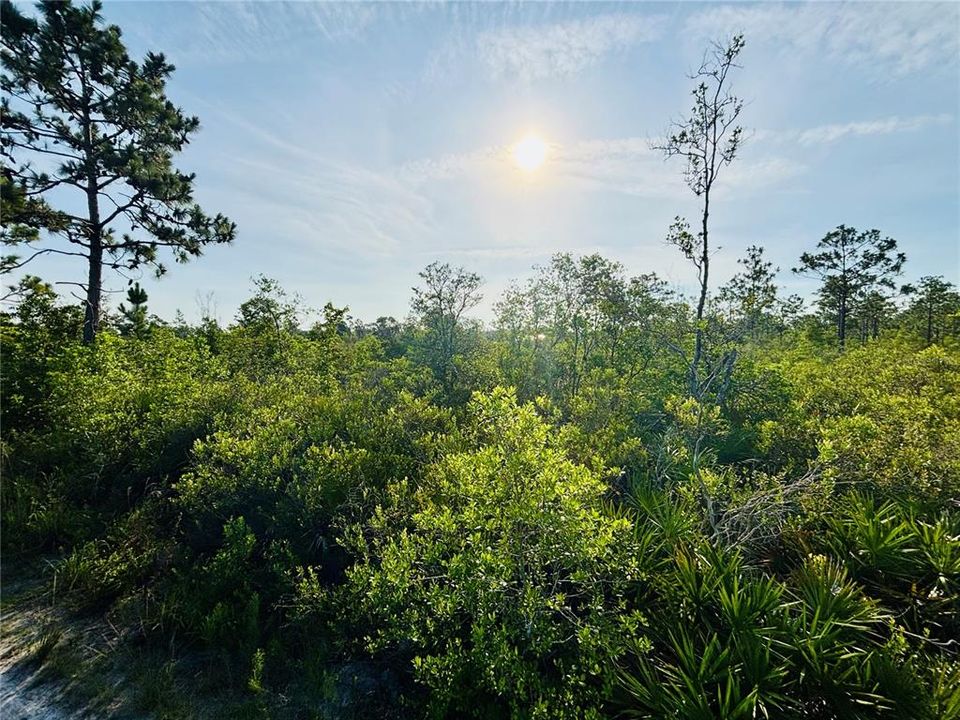 En Venta: $38,950 (1.25 acres)