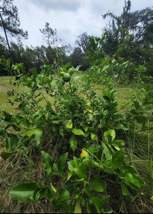 待售: $315,000 (3 贝兹, 2 浴室, 1812 平方英尺)