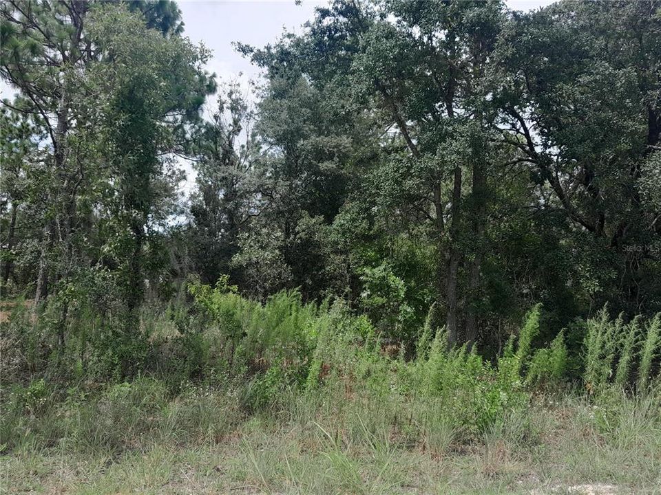 待售: $100,000 (1.25 acres)