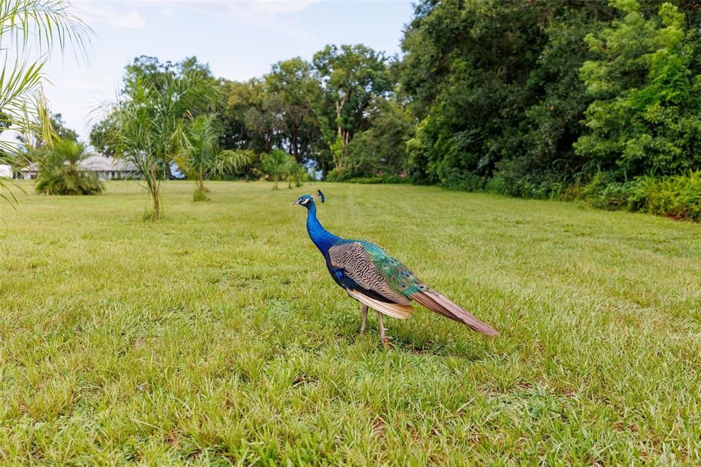 На продажу: $254,000 (3 спален, 2 ванн, 1928 Квадратных фут)